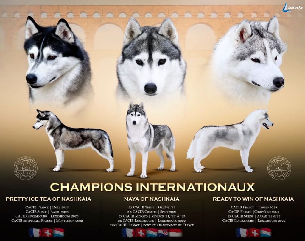 CHAMPIONS INTERNATIONAUX