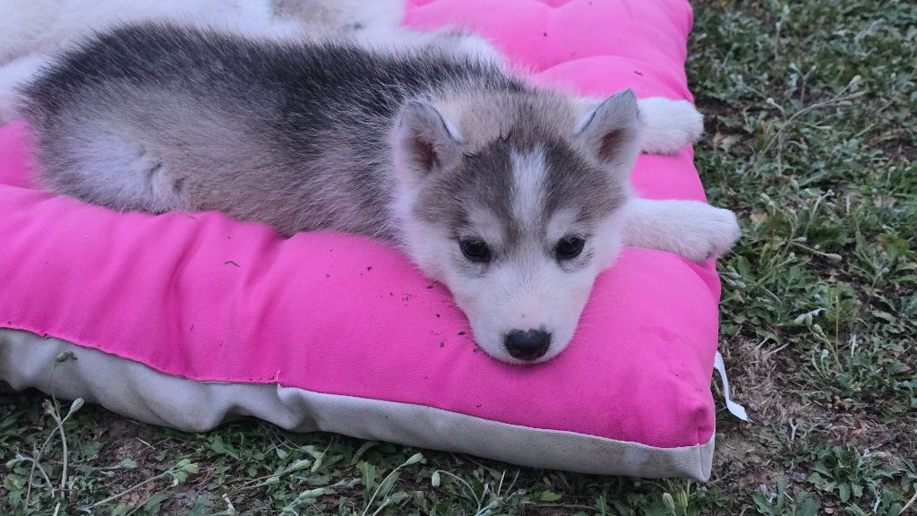 Ice Winter Goddess - Chiots disponibles - Siberian Husky