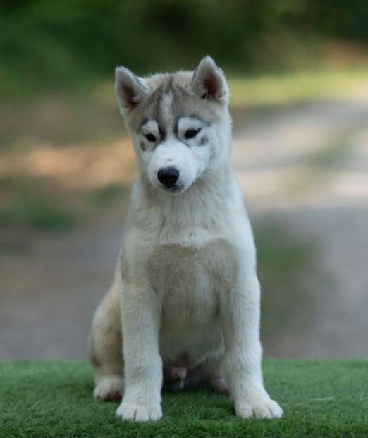 Ice Winter Goddess - Chiots disponibles - Siberian Husky