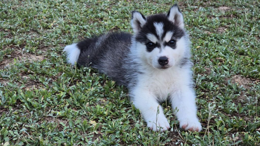 CHIOT 6