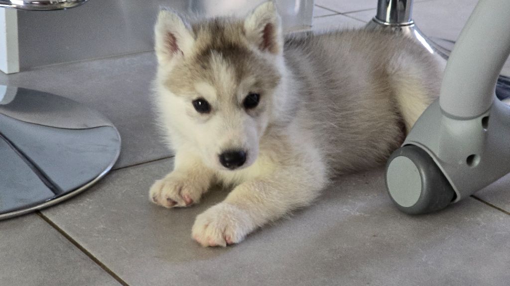 Ice Winter Goddess - Chiots disponibles - Siberian Husky