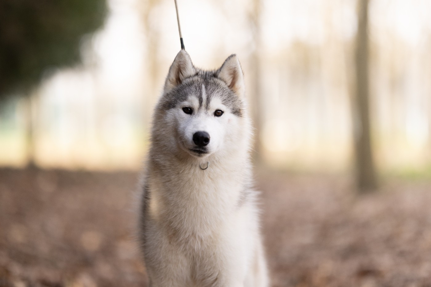 Ice Winter Goddess - Chiots disponibles - Siberian Husky