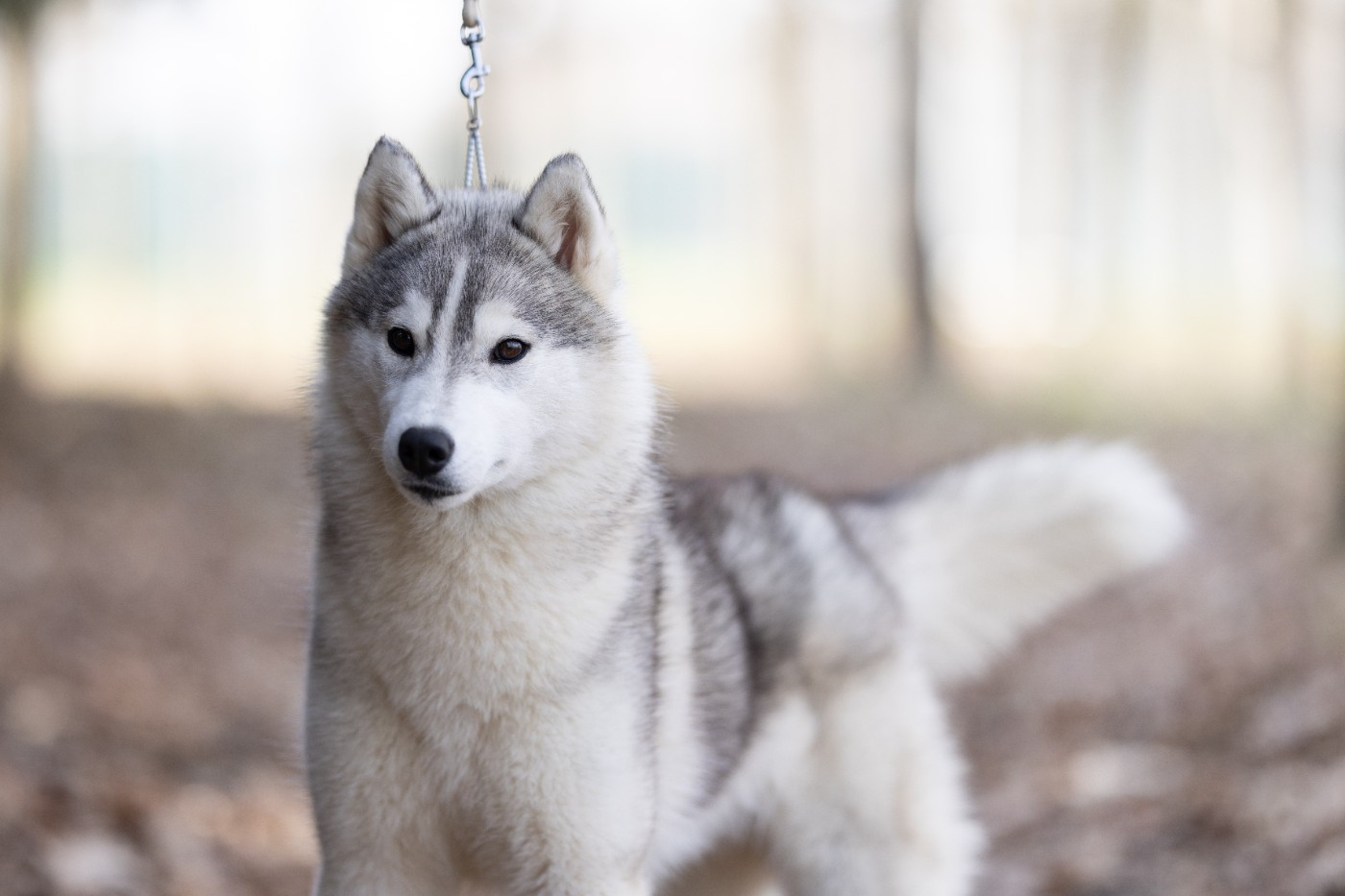 Ice Winter Goddess - Chiots disponibles - Siberian Husky