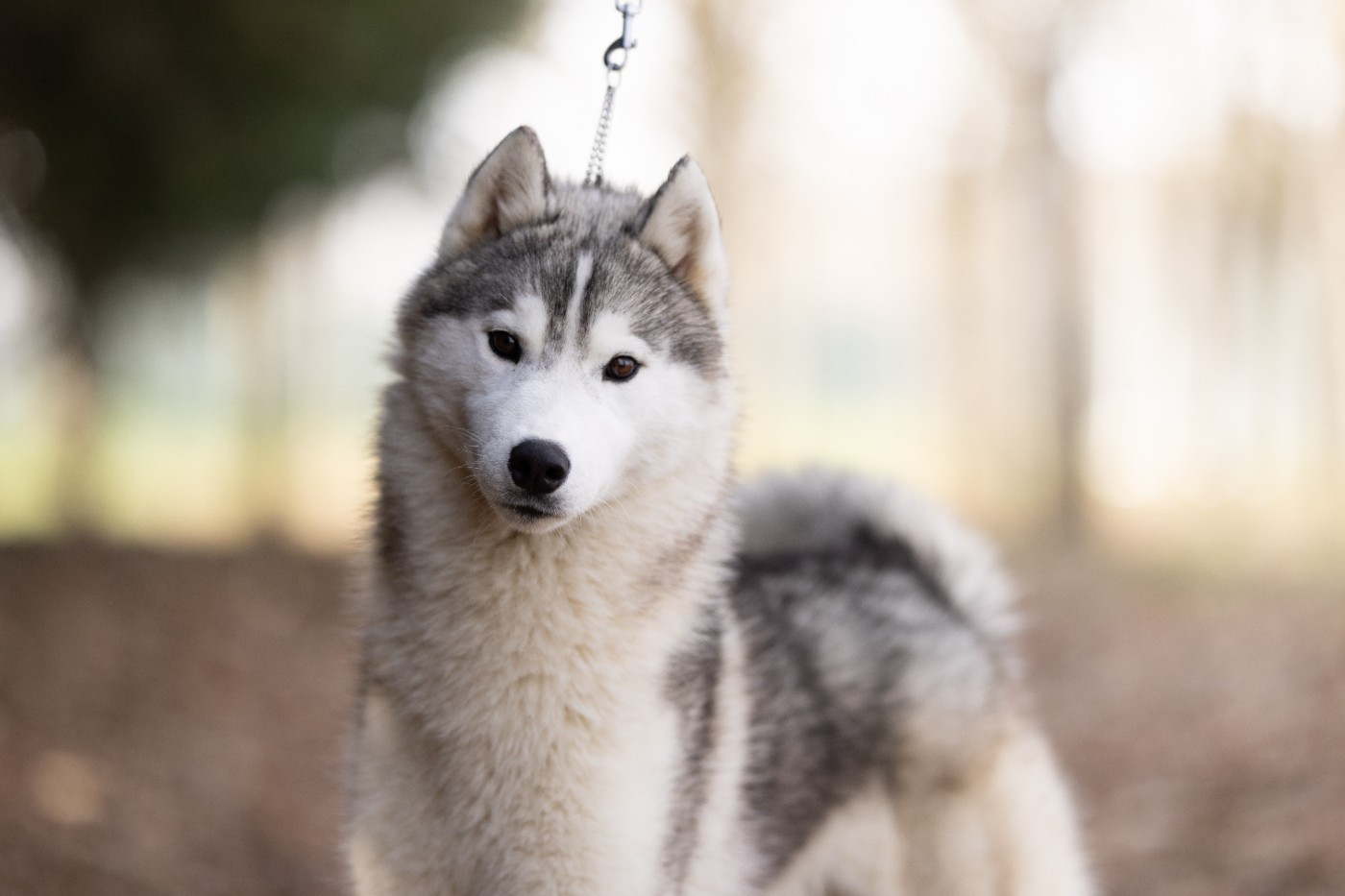 Ice Winter Goddess - Chiots disponibles - Siberian Husky