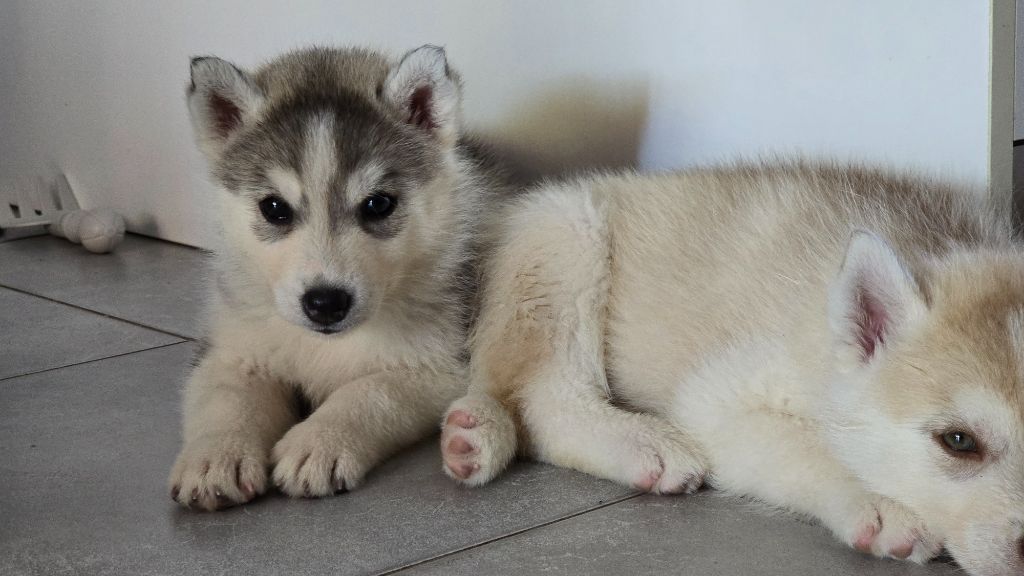Ice Winter Goddess - Chiots disponibles - Siberian Husky