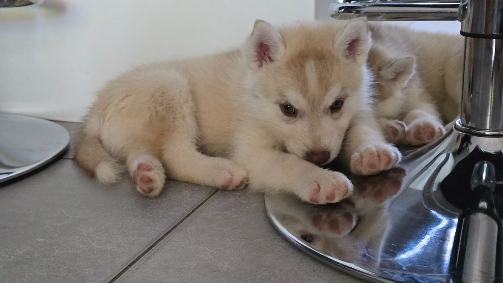 Ice Winter Goddess - Chiots disponibles - Siberian Husky