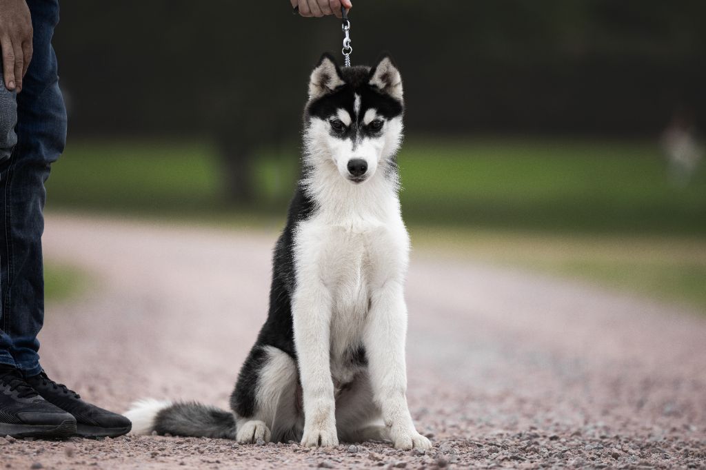 Ice Winter Goddess - Chiots disponibles - Siberian Husky