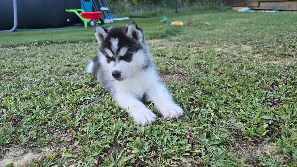 Ice Winter Goddess - Chiots disponibles - Siberian Husky