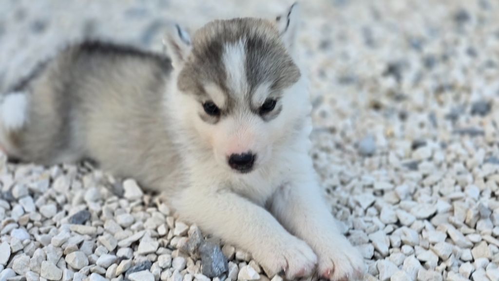 Ice Winter Goddess - Chiots disponibles - Siberian Husky