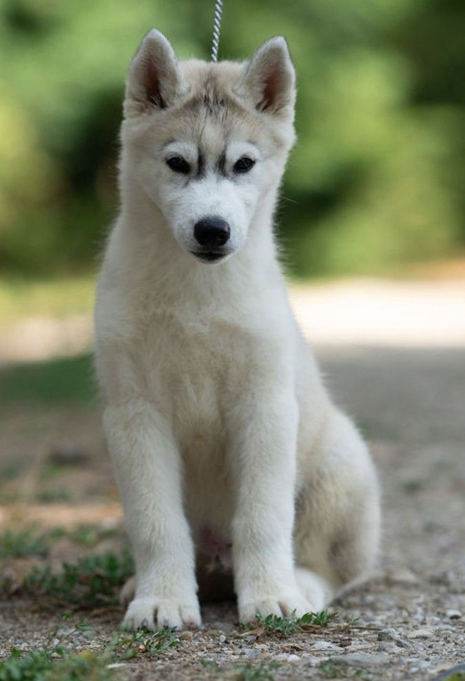 Ice Winter Goddess - Chiots disponibles - Siberian Husky