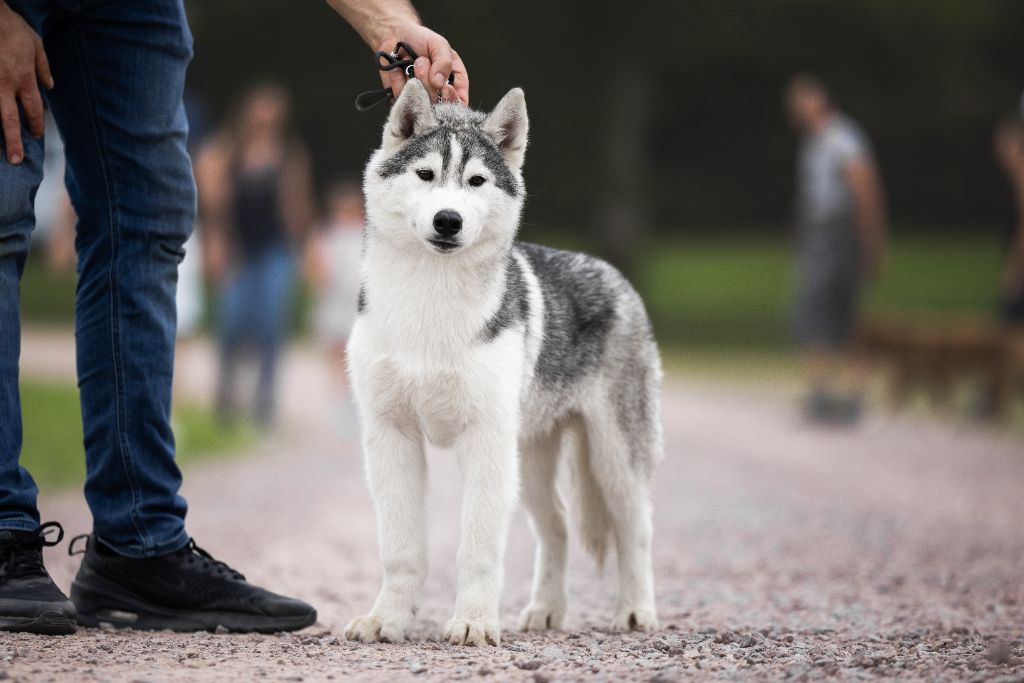 Ice Winter Goddess - Chiots disponibles - Siberian Husky