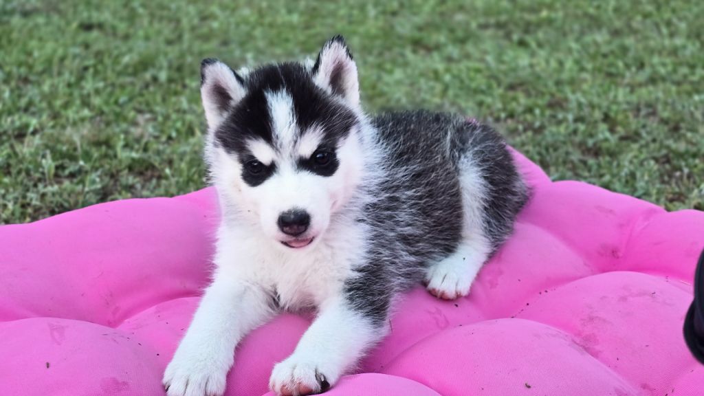 Ice Winter Goddess - Chiots disponibles - Siberian Husky