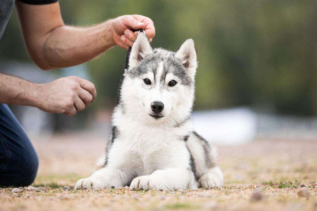 Ice Winter Goddess - Chiots disponibles - Siberian Husky