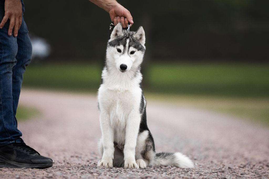 Ice Winter Goddess - Chiots disponibles - Siberian Husky