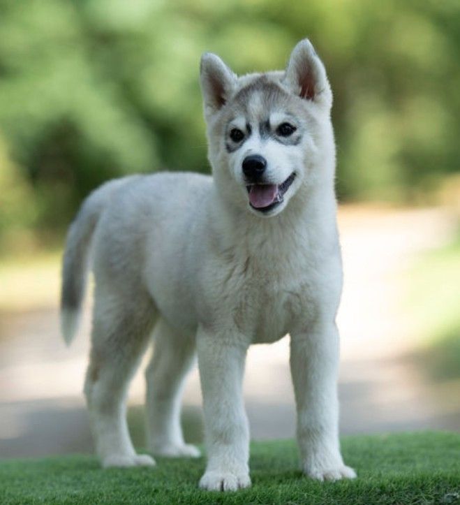Ice Winter Goddess - Chiots disponibles - Siberian Husky