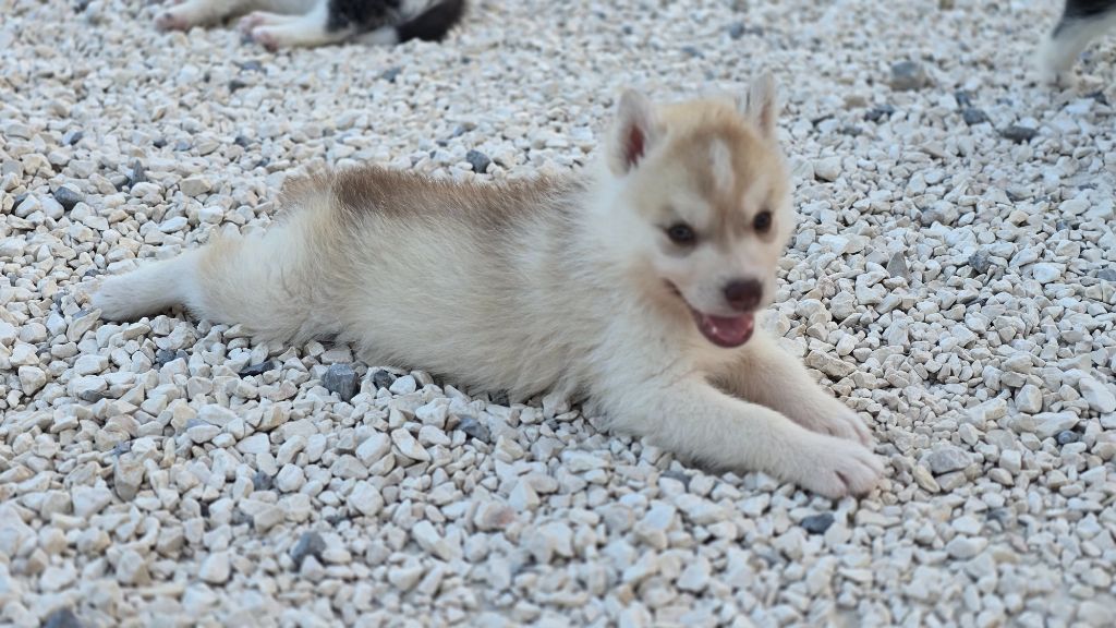 Ice Winter Goddess - Chiots disponibles - Siberian Husky