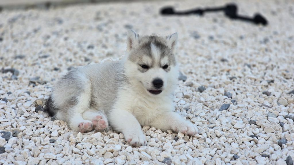 Ice Winter Goddess - Chiots disponibles - Siberian Husky