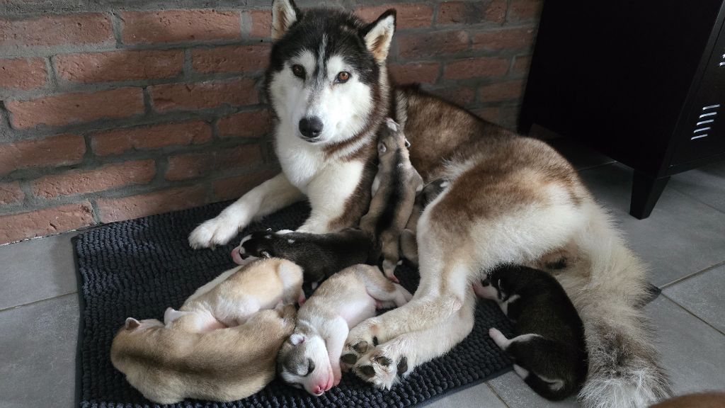 Chiot Siberian Husky Ice Winter Goddess