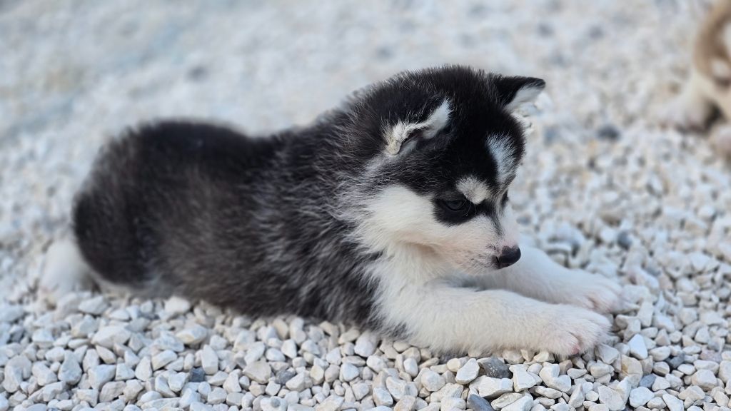 Ice Winter Goddess - Chiots disponibles - Siberian Husky