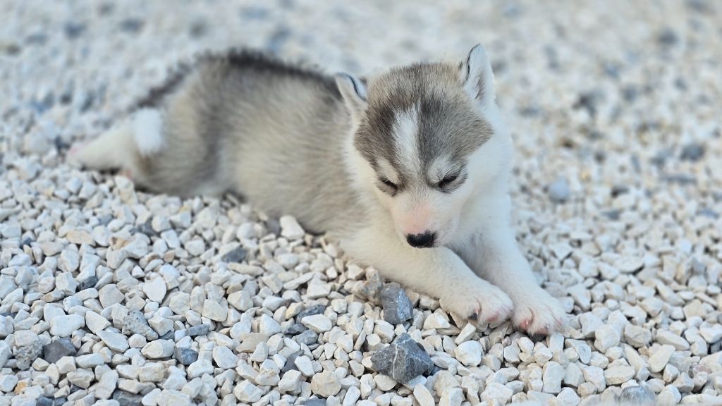 Ice Winter Goddess - Chiots disponibles - Siberian Husky